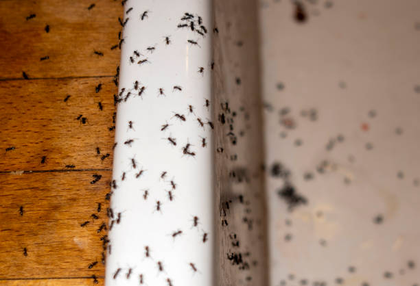 Best Flea Control Services  in Newark, NY