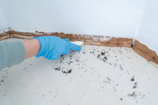 Wasp Removal Services in Newark, NY